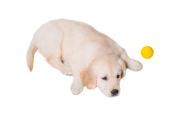 puppy golden retriever on a white background