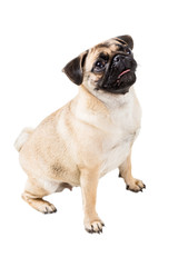 Obraz premium Pug dog isolated on white background