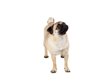 Pug dog isolated on white background