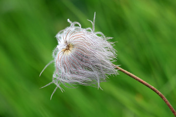 Alpen-Kuhschelle, Alpen-Anemone, Alpen-Küchenschelle