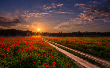 majestic foggy sunrise over the poppy field. picturesque scene. colorful sky with overcast clouds....