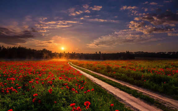 majestic foggy sunrise over the poppy field. picturesque scene. colorful sky with overcast clouds. in the sunlight. road to sun. breathtaking, wonderful scenery.