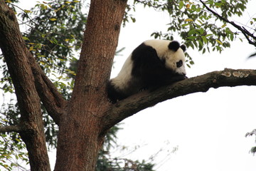 Obraz premium Panda Cubbie on the tree