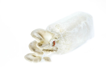 Oyster mushrooms on white