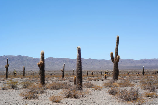 Cactus forest in Salta, Argentina.