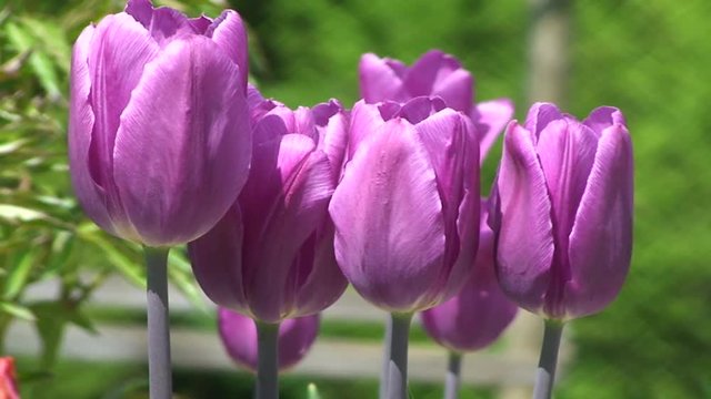 Lila Tulpen zittern im Wind