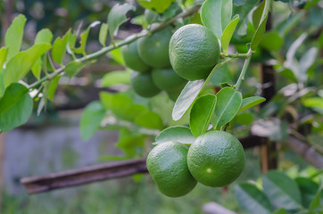 Lime tree with fruits