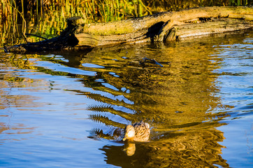 lake river beautiful water scenery worcestershire uk