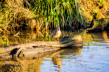 lake river beautiful water scenery worcestershire uk