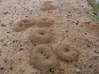 ant's house in earth