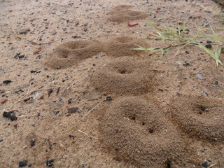 ant's house