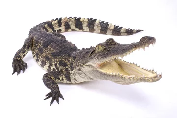 Papier Peint photo Lavable Crocodile Crocodile siamois, Crocodylus siamensis