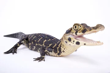 Photo sur Aluminium Crocodile Black caiman,Melanosuchus niger
