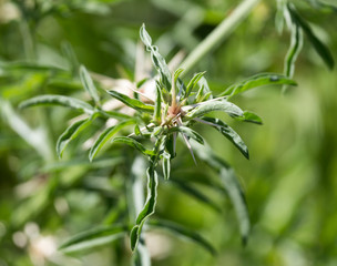 prickly plant in nature