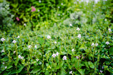 close focus white little wild flower soft and blur