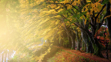 Momiji or Maple tunnel at sunrise, Kawaguchiko