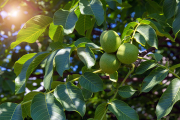 Walnuts are still not ripe, in the green shell on the tree