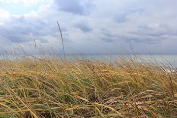 海岸に広がる冬の草原