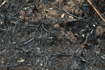 after the burnt ashes of reeds