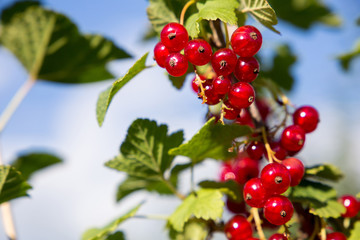 Red currants in the garden. on the blurred sky background.