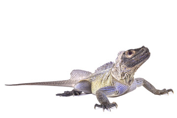 Naklejka premium Philippine sailfin lizard, Hydrosaurus pustulatus