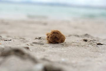 Ball of fibrous material on the beach