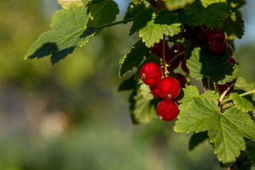   Branch of red currants in the garden.