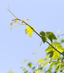 branch of grapes on a background of blue sky
