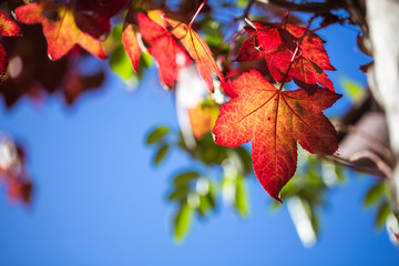 Autumn leaves changing color during October - November for fall