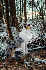 Australian Shepherd puppy in winter