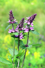 Marsh woundwort (lat.Stachys palustris)