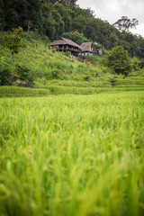 Fototapeta na wymiar rice field scenery