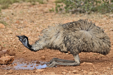Emu