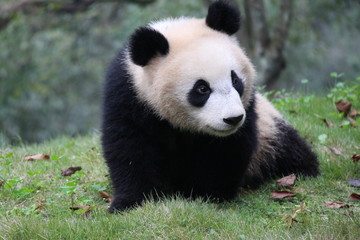 Fototapeta premium Panda Cubbie on the Playground