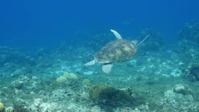 Unterwasser - Riff - Schildkröte -  Suppenschildkröte - Schwamm - Taucher - Tauchen - Curacao - Karibik - 4K