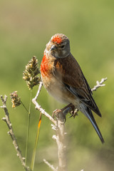 inquisitive linnet