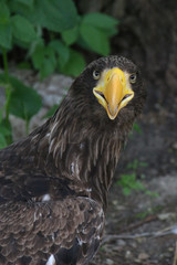 uśmiech orła © sorensen15