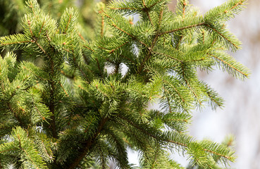 green fir tree in nature