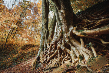 Old big tree roots autumn forest