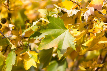 the leaves on the tree in nature in autumn