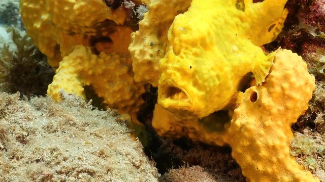 Unterwasser - Riff - Fisch - Froschfisch - Anglerfisch - Schwamm - Tauchen - Curacao - Karibik - 4K