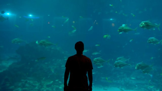 Man looking at in large aquarium