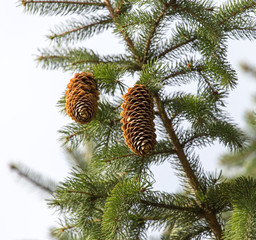 cones on the tree in nature