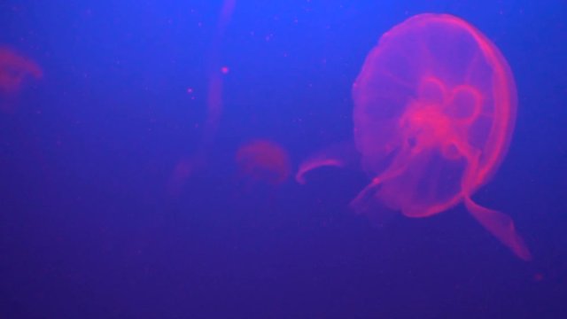 Pink jellyfish floating in aquarium, slow motion
