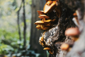 Mushrooms on tre trunk