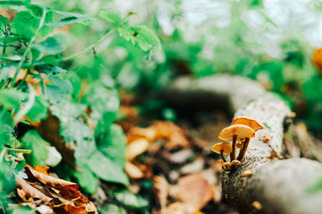 Mushrooms on tree trunk