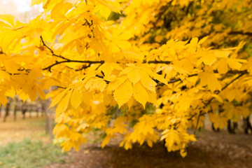 the leaves on the tree in nature in autumn