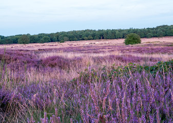 Naklejka na ściany i meble Purple heather in autumn