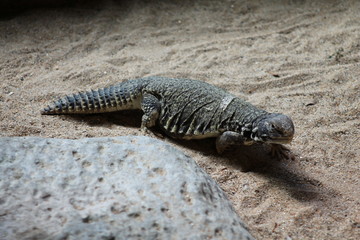 Beautiful unique landscape of Canary Island Tenerife