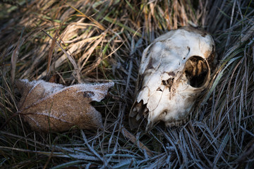 Skelettierter Schädel eines Tieres im frostigem Gras